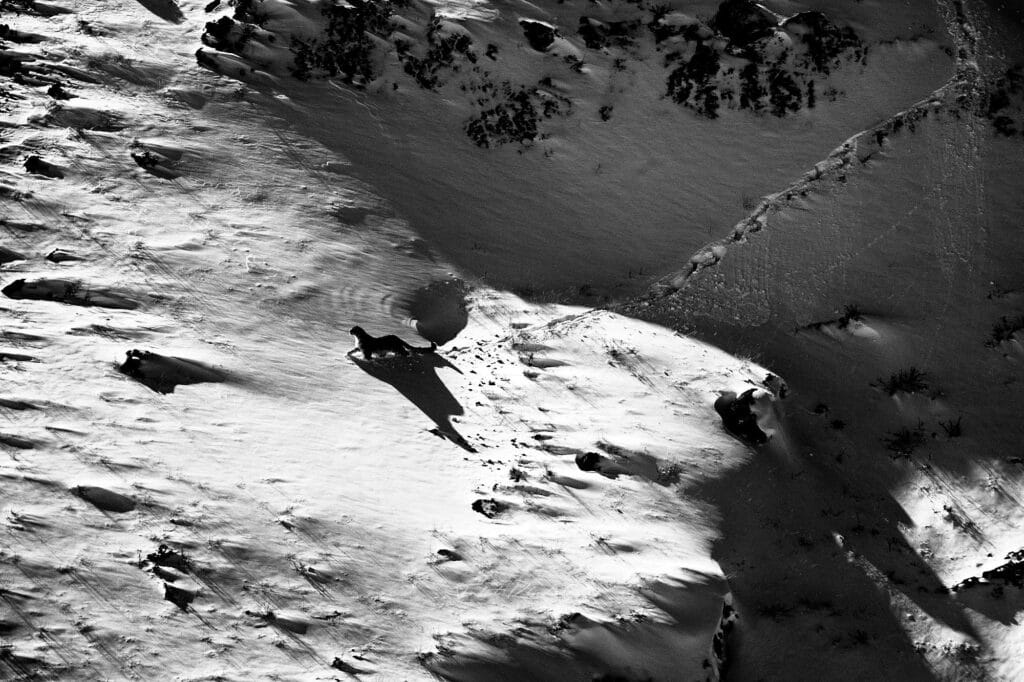 Snow Leopard Trail Black and white on Snow in Spiti Kibber Snow Leopard Trail Black and white on Snow in Spiti Kibber