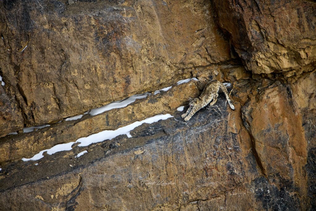 Snow Leopard Stretching Snow Leopard Stretching