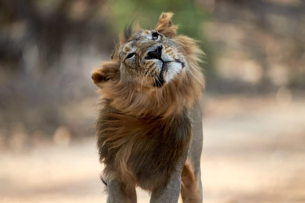 Asiatic Lion Head Shake Gir – Wildlife Photography Tours Asiatic Lion Head Shake Gir - Wildlife Photography Tours