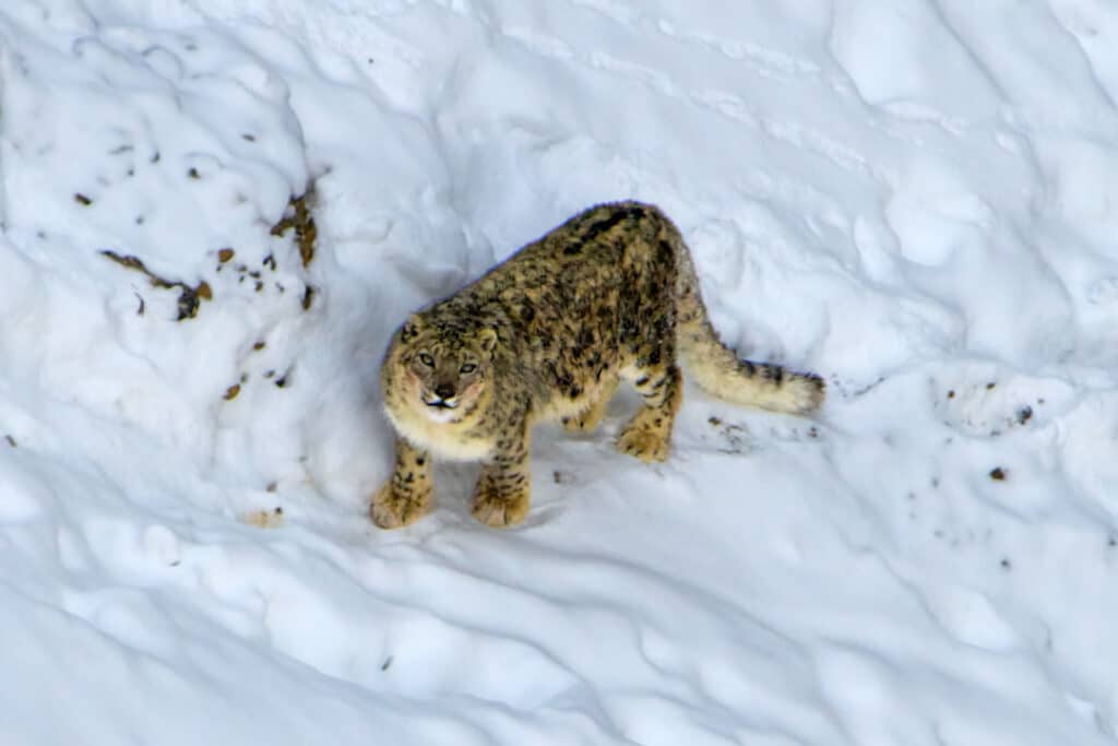 Snow Leopard Stares – Wildlife Photography Tours Snow Leopard Stares - Wildlife Photography Tours