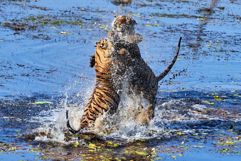 Tiger Playing in Water – Wildlife Photography Tours Tiger Playing in Water - Wildlife Photography Tours