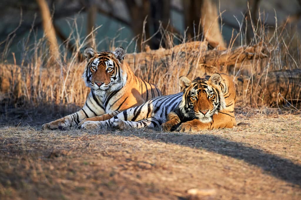 Tiger Siblings Sunlit – Wildlife Photography Tours Tiger Siblings Sunlit - Wildlife Photography Tours