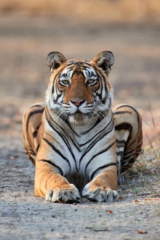 Tiger Photography Tours India