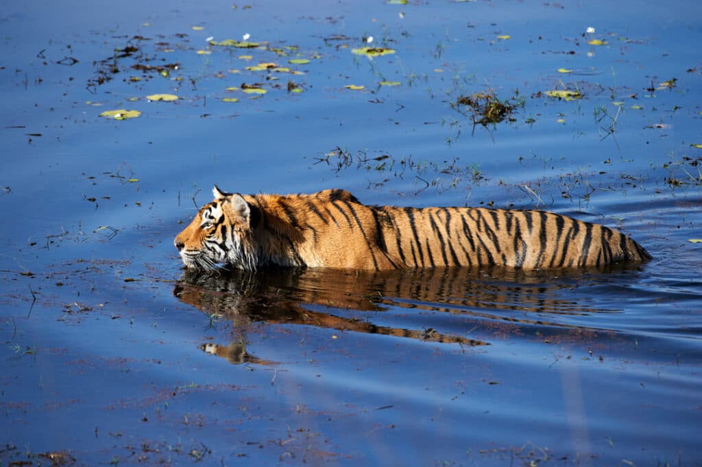 Tiger Photography Tours India Tiger Photography Tours India
