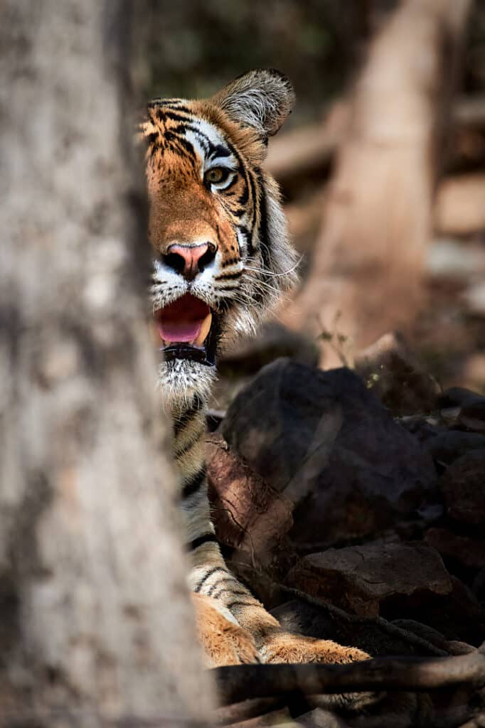 Tiger behind tree – wildlife photography tours Tiger behind tree - wildlife photography tours