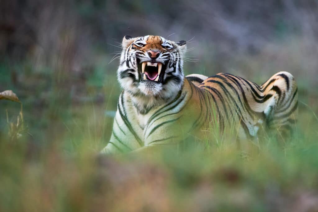 Tiger Yawn - Wildlife Photography Tours India