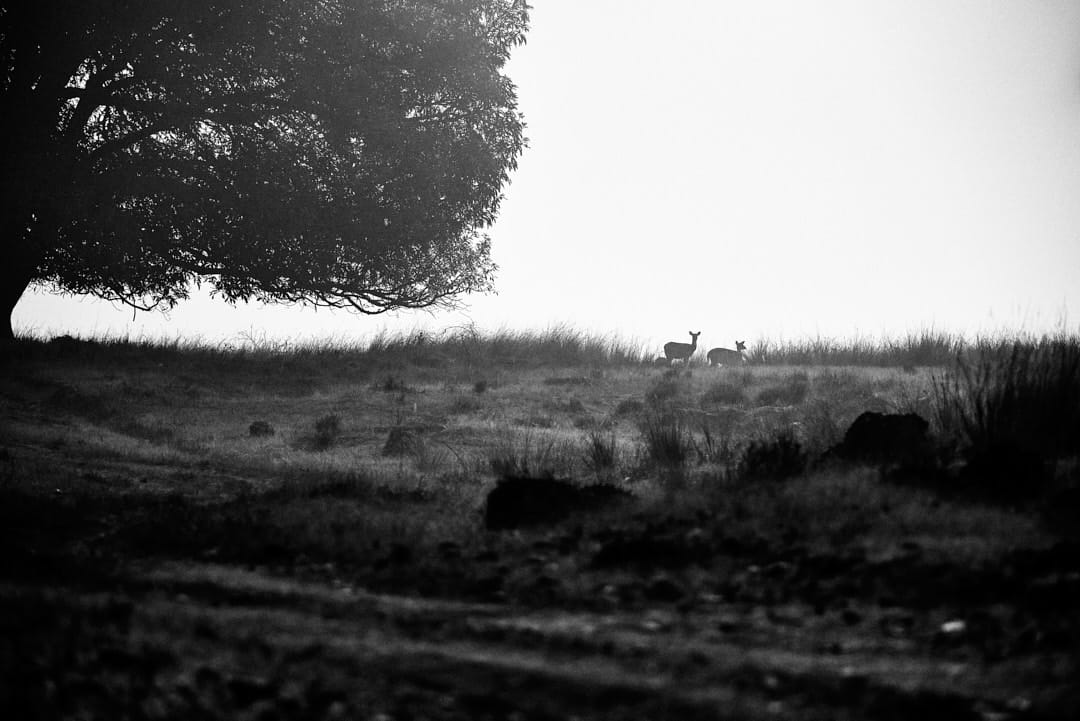 Early Morning Cheetal Deer in grassland Early Morning Cheetal Deer in grassland