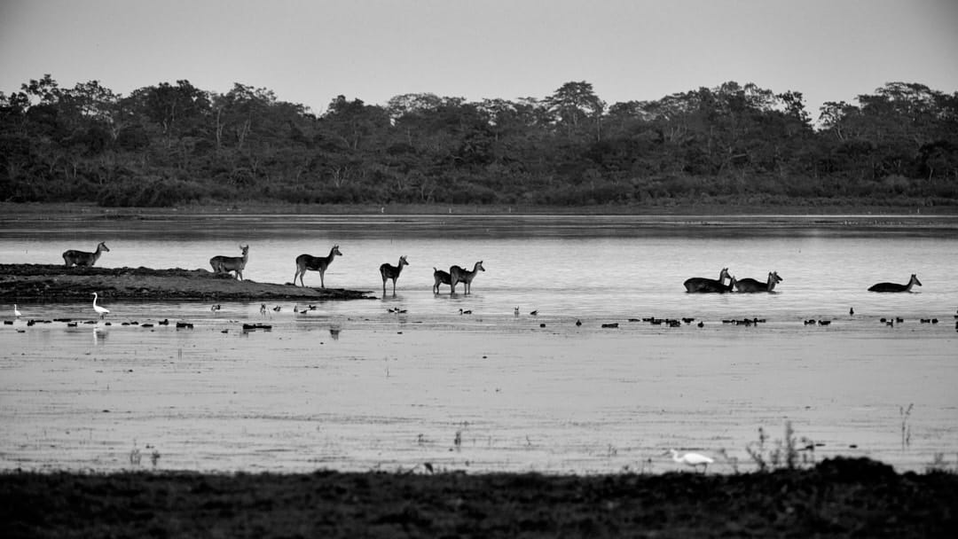 Deers crossing river in line Deers crossing river in line