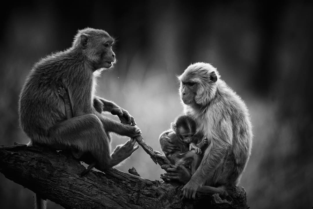 Langur Monkey Sisters with young ones Langur Monkey Sisters with young ones