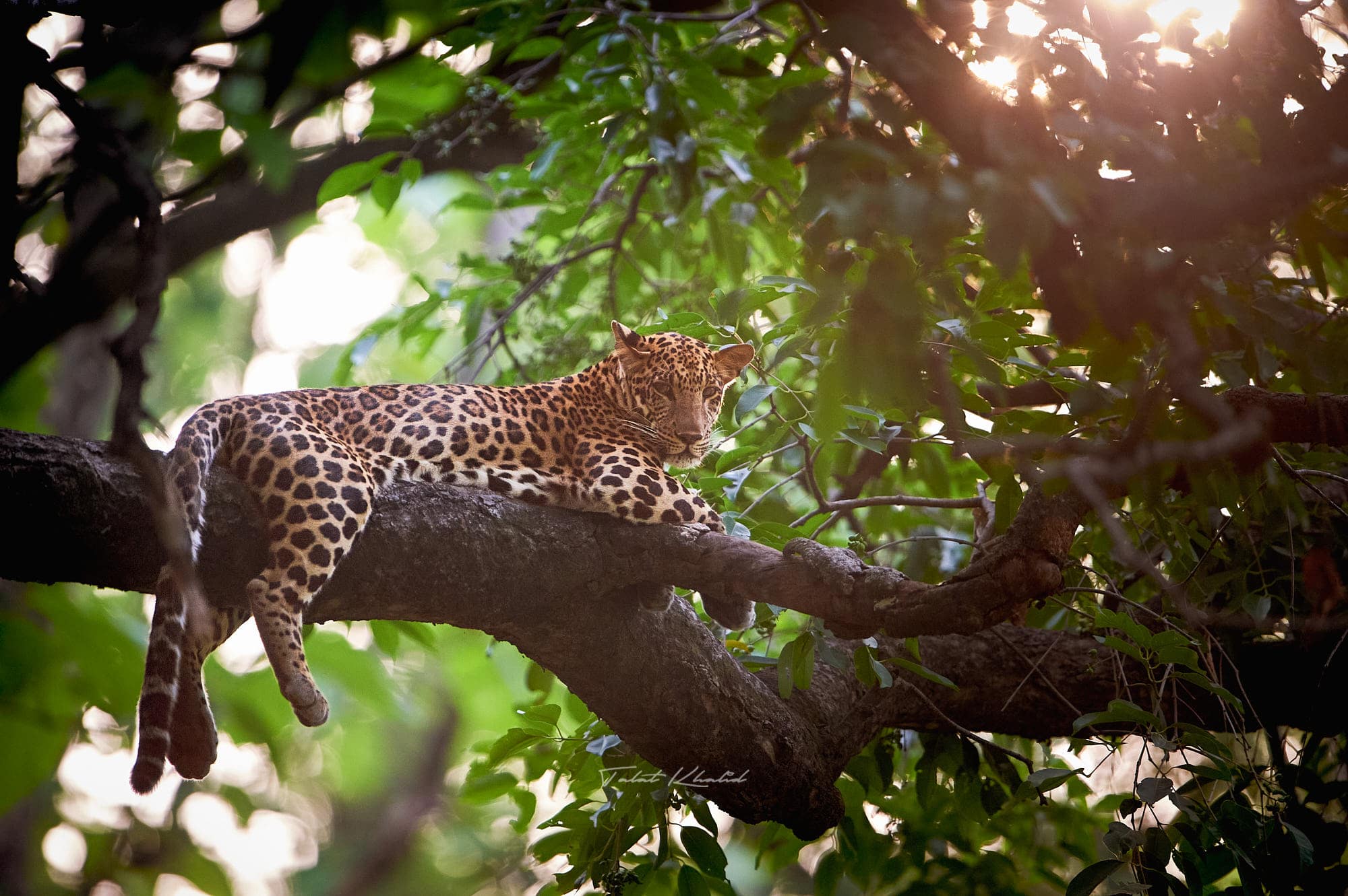 Leopard Backlit on Tree - Rajaji Photography Tour