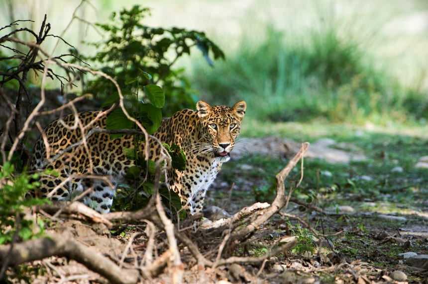 Rajaji Leopard Photography Tour Rajaji Leopard Photography Tour