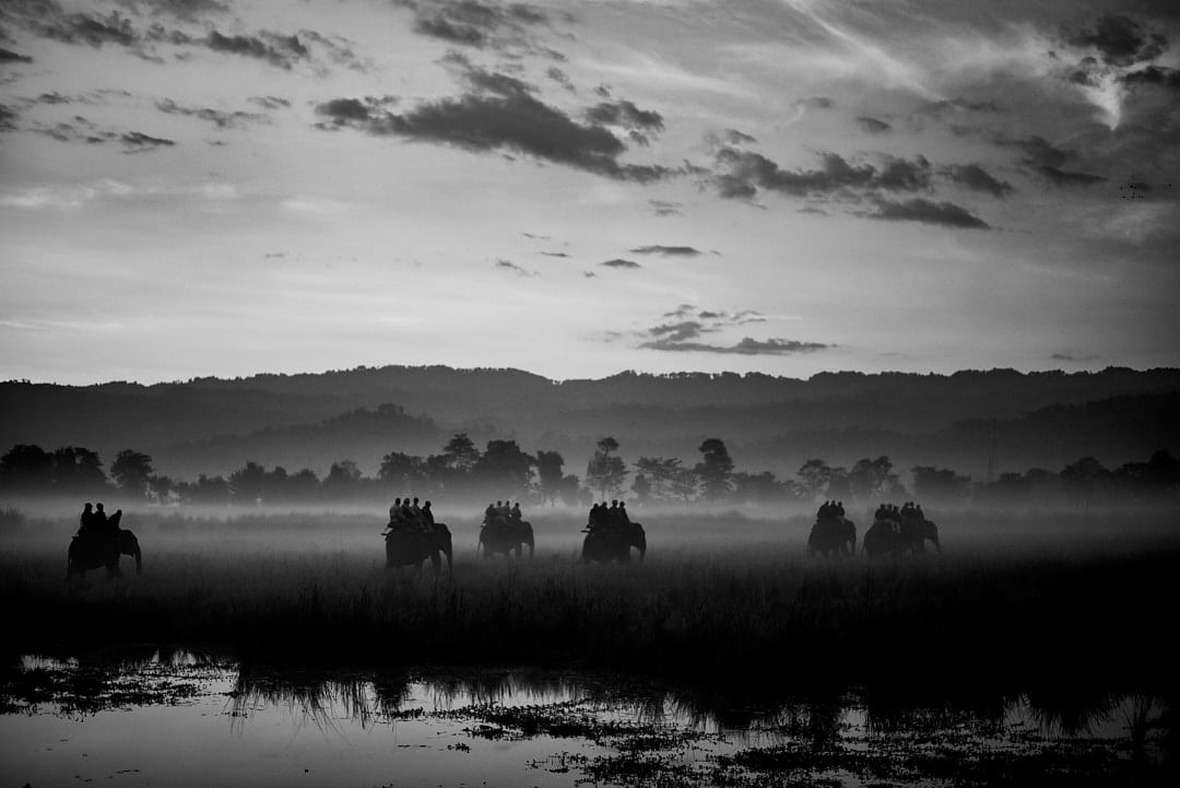 Rhino search on Elephant early morning Rhino search on Elephant early morning