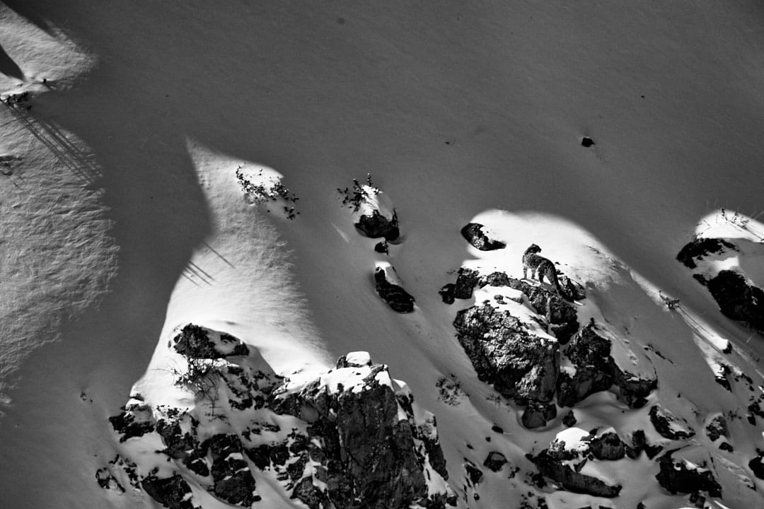 Snow Leopard in spot light looking at prey Snow Leopard in spot light looking at prey