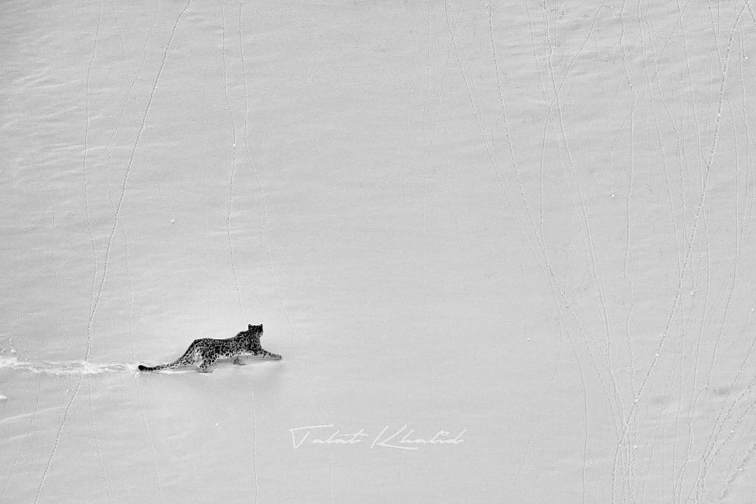 Snow Leopard stalking in snow Snow Leopard stalking in snow