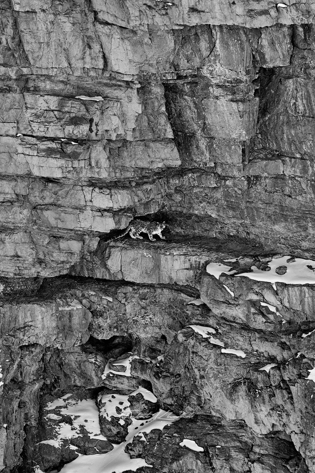 Snow Leopard wakes up from its cave and stares at the photographers Snow Leopard wakes up from its cave and stares at the photographers