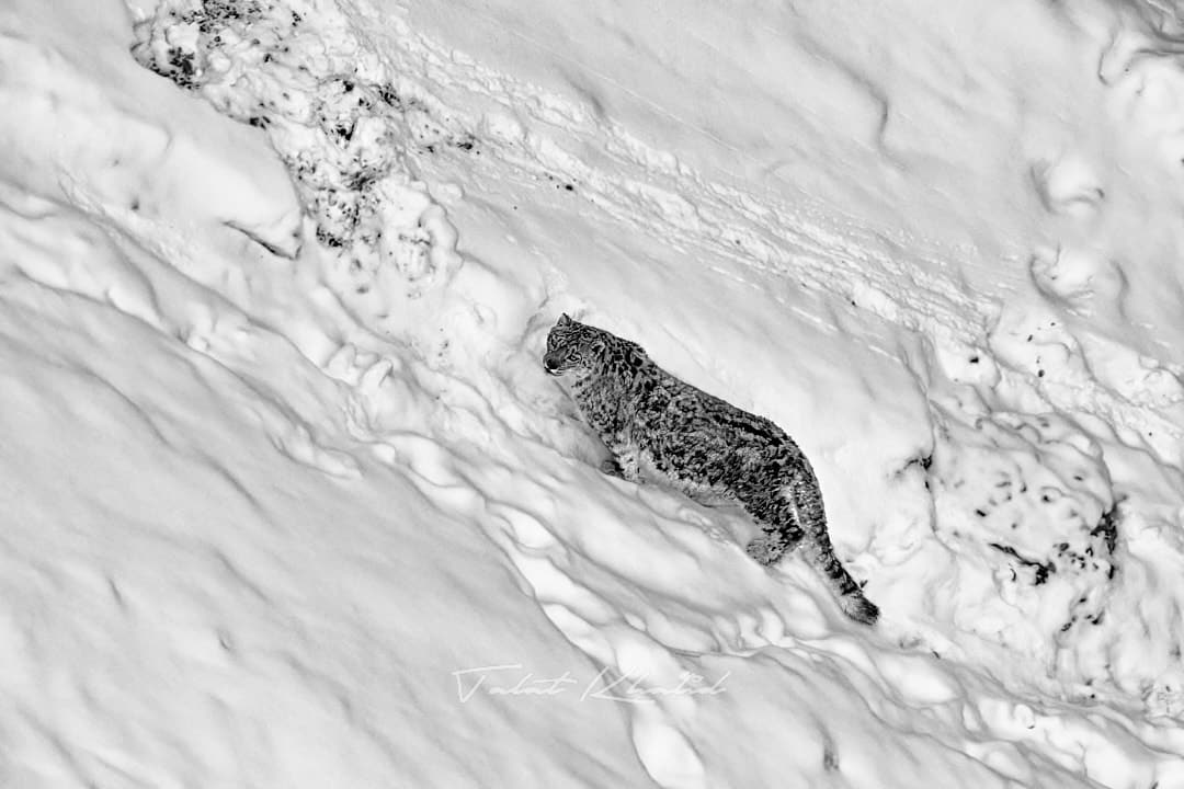 Snow Leopard close walking uphill Snow Leopard close walking uphill