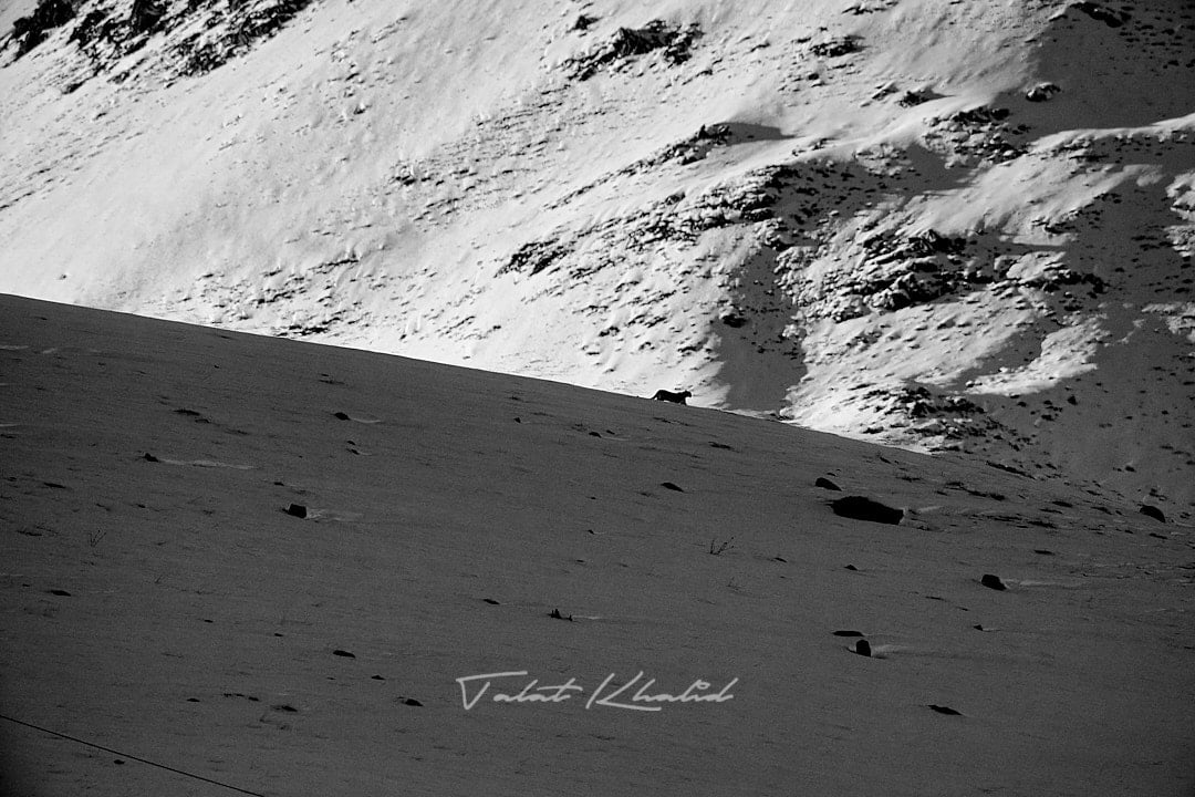 Snow Leopard walking on ridge Snow Leopard walking on ridge