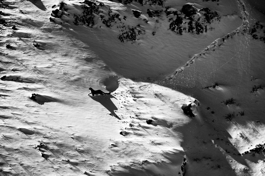 Snow Leopard walking through light and shadows through snow Snow Leopard walking through light and shadows through snow