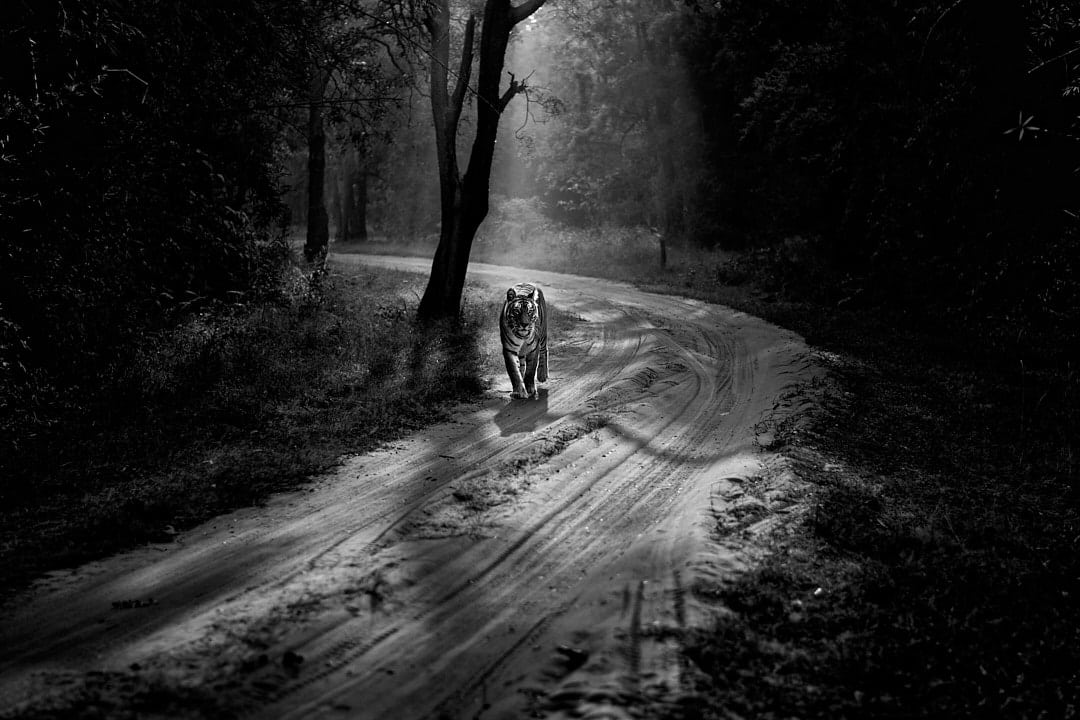 Tigress and Sunrays Tigress and Sunrays